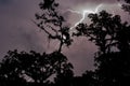 Powerful bolt of lightning illuminating the night sky, in front of the silhouette of trees