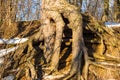 Powerful branched roots of an old pine tree growing on a sloping slope Royalty Free Stock Photo