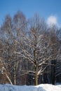 Powerful branches of a tree covered with a layer of snow against a background of birches and blue sky