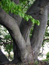 Powerful branches of a tree growing from the trunk at the very ground in different directions. It looks very unusual and