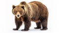 The powerful brown bear.AI generated image Royalty Free Stock Photo