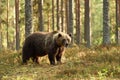 Powerful brown bear in a forest scenery.