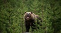 Roaring Brown Bear in Forest Wild Animal, Wildlife, Nature Royalty Free Stock Photo