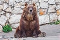Powerful brown bear . sitting against a stone wall