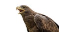 Majestic brown eagle with open beak isolated on white background Royalty Free Stock Photo