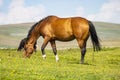 Powerful Brown horse with grazing in meadow in sunshine on summer day