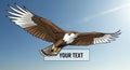 Majestic Hawk Soaring Through a Bright Blue Sky with Sun Rays Royalty Free Stock Photo