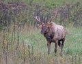 A powerful bull antlered Elk is wet from the creek. Royalty Free Stock Photo