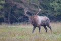A powerful bull Elk has brush wrapped around his antlers. Royalty Free Stock Photo