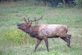 A powerful bull Elk walks in a field and bugles. Royalty Free Stock Photo