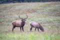 A powerful bull Elk walks in a field and bugles. Royalty Free Stock Photo