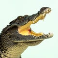 Aggressive Crocodile Profile with Open Jaws Royalty Free Stock Photo