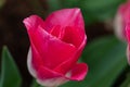 Bright pink tulip with a white base on a green background. Blur. Close-up.2021
