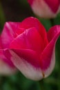 Bright pink tulip with a white base on a green background. Blur. Close-up.2021