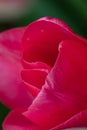 Bright pink tulip with a white base Blur. Close-up.2021