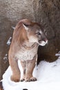 Powerful cougar comes out of the corner of the rock big cat puma on a snowy background Royalty Free Stock Photo