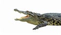 Aggressive Crocodile with Open Mouth Isolated Royalty Free Stock Photo