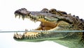 Split View of a Dangerous Crocodiles Open Jaws Royalty Free Stock Photo