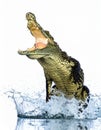 Aggressive Crocodile Jumps from Water with Open Jaws Royalty Free Stock Photo