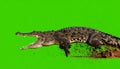 Aggressive Crocodile Lunging on Green Screen Royalty Free Stock Photo
