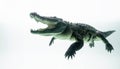 Powerful Crocodile Swims with Open Jaws on White Royalty Free Stock Photo