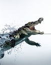 Powerful Crocodile Leaping from Water with a Splash Royalty Free Stock Photo