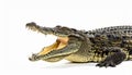Powerful Crocodile with Open Jaws on White Background Royalty Free Stock Photo