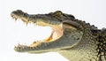 Powerful Crocodile Predator with Open Jaws Royalty Free Stock Photo