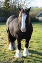 A powerful draft/shire horse Royalty Free Stock Photo