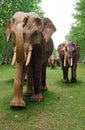 Powerful and dramatic picture of a large herd of elephant SCULPTURES seen head on