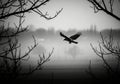 Majestic eagle soaring through misty landscape framed by bare branches isolated on white background Royalty Free Stock Photo