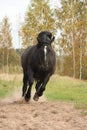 Powerful galloping percheron in autumn