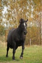 Powerful galloping percheron in autumn