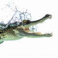 Gharial Crocodile Splashing with an Open Mouth Royalty Free Stock Photo