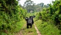 Powerful gorilla on a lush jungle path Royalty Free Stock Photo