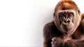 Powerful gorilla posing confidently against a clean white background showcasing its strength and majesty Royalty Free Stock Photo