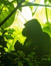 Powerful Gorilla Silhouette in Sunlit Jungle Royalty Free Stock Photo