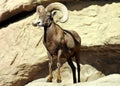 Powerful, Handsome Bighorn Sheep on the Rocks