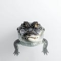 Intense Alligator Portrait on a White Background Royalty Free Stock Photo