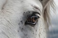 Powerful horse\'s eye gazes under a cloudy sky, majestic mane