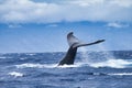 Large humpback whale slapping its tail . Royalty Free Stock Photo