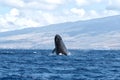 Powerful humpback whale breaching in the watersa of Maui near Lahaina. Royalty Free Stock Photo