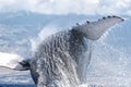 Powerful humpback whale breaching in the watersa of Maui near Lahaina. Royalty Free Stock Photo