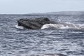 Powerful humpback whale breaching in the watersa of Maui near Lahaina. Royalty Free Stock Photo