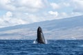 Powerful humpback whale breaching in the watersa of Maui near Lahaina. Royalty Free Stock Photo