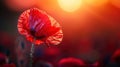 Memorial Day Tribute: Single Poppy on US Flag - Remembrance and Gratitude Royalty Free Stock Photo