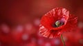 Memorial Day Tribute: Single Poppy on US Flag - Remembrance and Gratitude Royalty Free Stock Photo