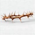 Crown of thorns stock photo: religious symbol, easter, lent, passion, christianity on transparent background Royalty Free Stock Photo