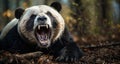 Fierce Panda Bear Growling in a Natural Forest Setting