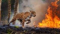 Fierce Jaguar Escapes Smoldering Amazon Rainforest Amidst Inferno, Dramatic Sunset Casting Apocalyptic Reds over the Wildfire Royalty Free Stock Photo